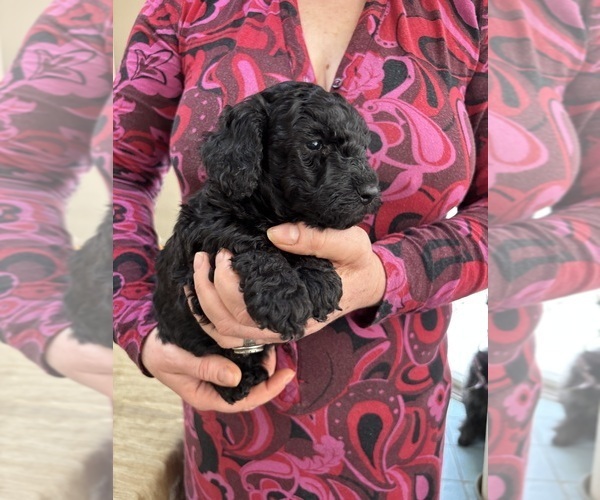 Medium Photo #24 Poodle (Miniature) Puppy For Sale in EAST AMHERST, NY, USA