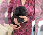 Small Photo #24 Poodle (Miniature) Puppy For Sale in EAST AMHERST, NY, USA
