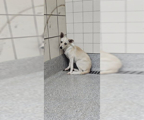 Medium Photo #1 Chihuahua-Unknown Mix Puppy For Sale in Pasadena, TX, USA