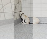 Small Chihuahua Mix