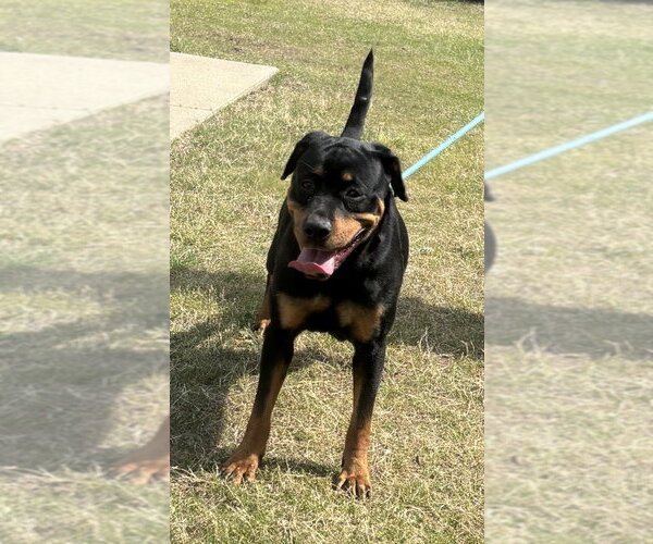 Medium Photo #3 Rottweiler Puppy For Sale in Glen Allen, VA, USA