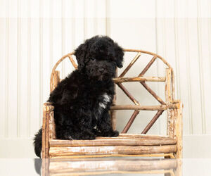 Poodle (Toy)-Schnauzer (Miniature) Mix Puppy for Sale in WARSAW, Indiana USA