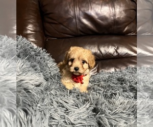 Cavapoo Puppy for sale in JEFFERSONVILLE, IN, USA