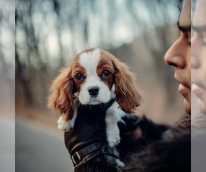 Cavalier King Charles Spaniel Puppy for sale in BANGOR, MI, USA
