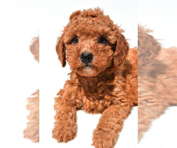 Medium Photo #21 Goldendoodle mix (+ Poodle Miniature) Puppy For Sale in DURHAM, CT, USA