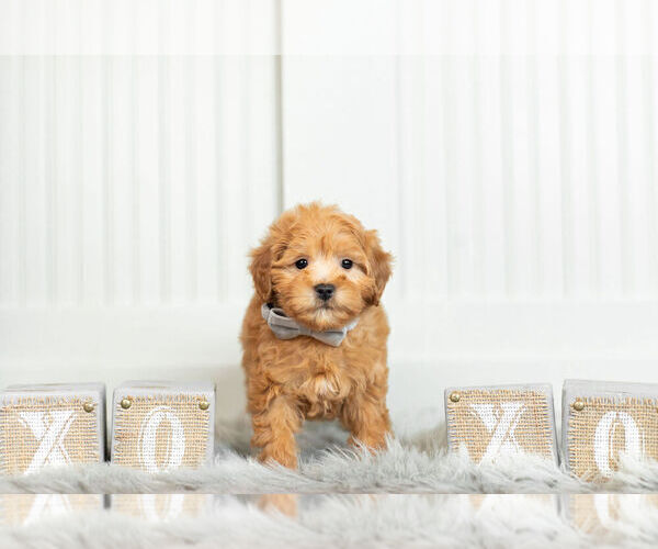Medium Photo #5 Maltipoo Puppy For Sale in WARSAW, IN, USA