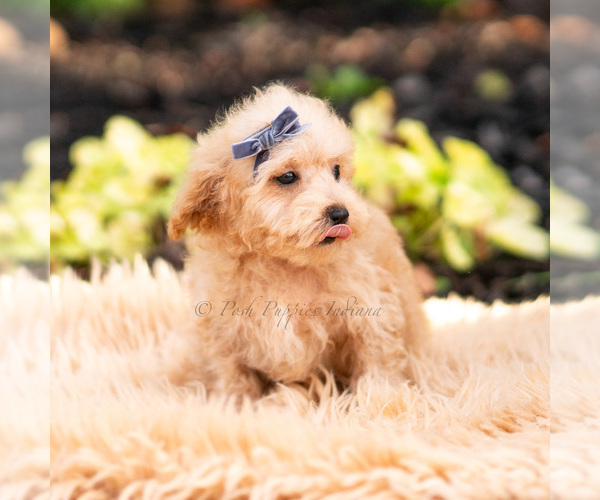 Medium Photo #15 Maltipoo (Miniature) Puppy For Sale in WARSAW, IN, USA