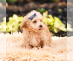 Small Photo #15 Maltipoo (Miniature) Puppy For Sale in WARSAW, IN, USA