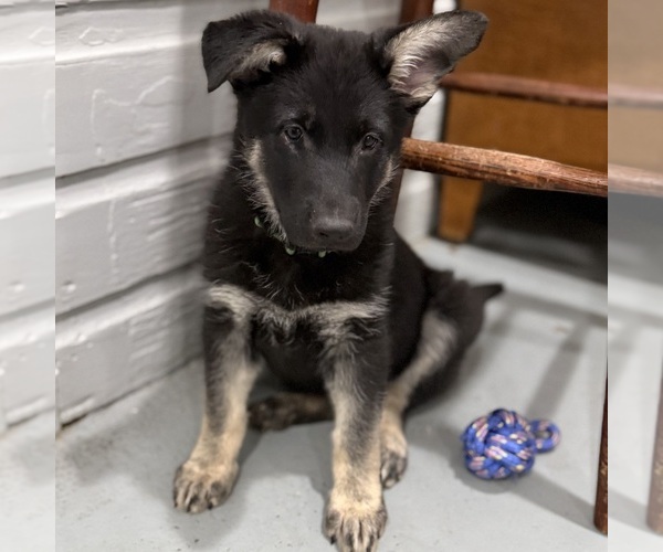Medium Photo #47 German Shepherd Dog Puppy For Sale in BRIGHTON, CO, USA