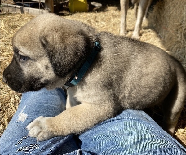 Medium Photo #16 Anatolian Shepherd Puppy For Sale in ROBSTOWN, TX, USA