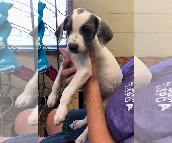 Medium Photo #3 American Pit Bull Terrier-Labrador Retriever Mix Puppy For Sale in Amarillo, TX, USA
