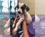 Small #2 American Pit Bull Terrier-Labrador Retriever Mix