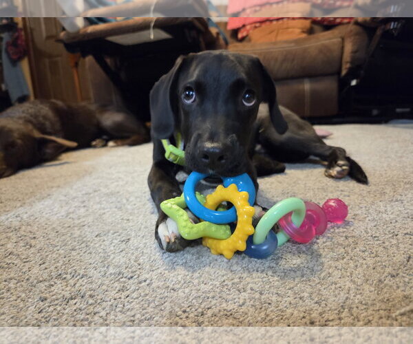 Medium Photo #2 Labrador Retriever-Unknown Mix Puppy For Sale in Doylestown, PA, USA