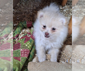 Pomeranian Puppy for sale in SPOTSYLVANIA, VA, USA