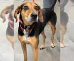 Small Beagle Mix