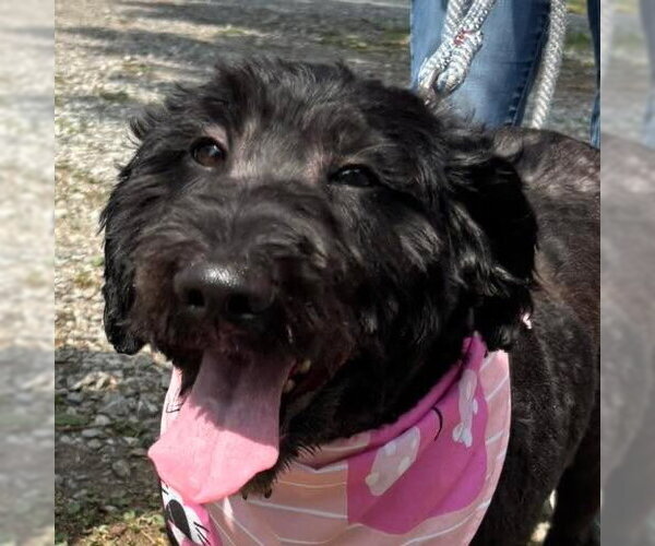 Medium Photo #3 Labradoodle Puppy For Sale in Rustburg, VA, USA
