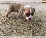 Small Photo #7 American Bully Puppy For Sale in SAINT CHARLES, MO, USA