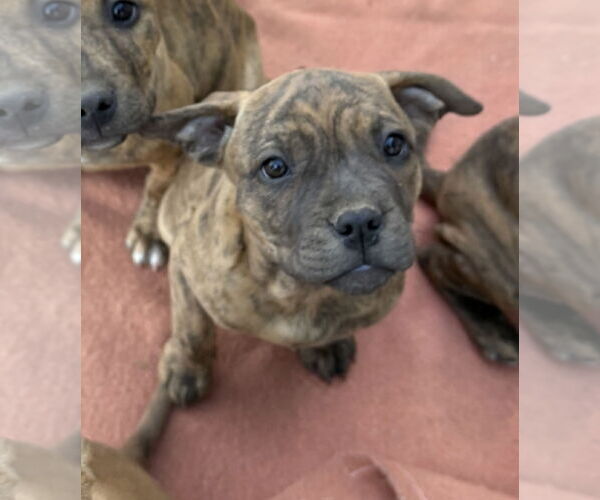 Medium Photo #1 Mutt Puppy For Sale in Fort Collins, CO, USA