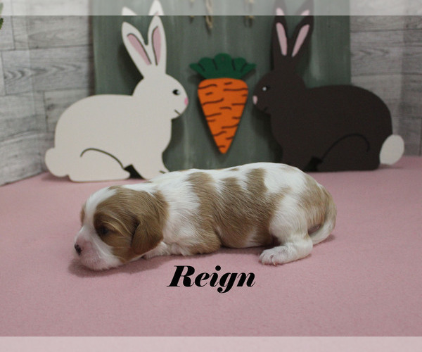 Medium Photo #6 Cavalier King Charles Spaniel Puppy For Sale in CHANUTE, KS, USA