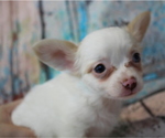 Small Photo #5 Chihuahua Puppy For Sale in ABILENE, KS, USA