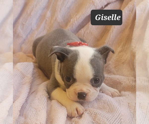 Medium Photo #12 Boston Terrier Puppy For Sale in POMEROY, OH, USA