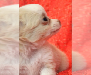 Chihuahua Puppy for sale in ABILENE, KS, USA