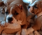 Puppy Puppy 2 American Bully
