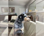 Small #2 Mutt