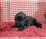 Small Photo #13 Golden Mountain Dog Puppy For Sale in BLACK FOREST, CO, USA
