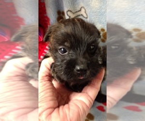 Cairn Terrier Puppy for sale in MANSFIELD, MO, USA