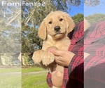 Small Photo #1 Golden Retriever Puppy For Sale in OCALA, FL, USA