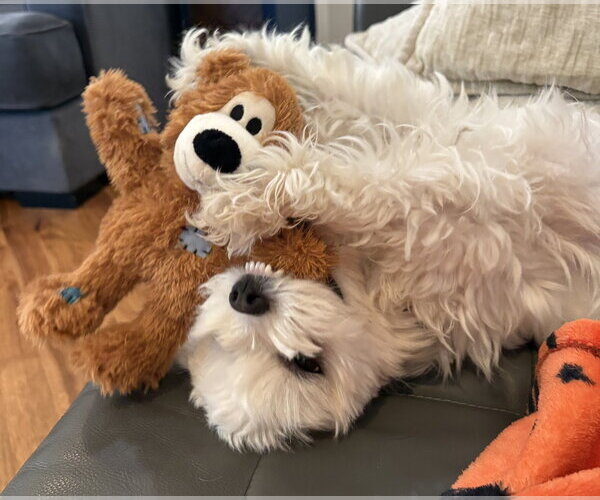 Medium Photo #6 Maltese Puppy For Sale in Sandy, UT, USA