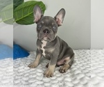 Small #2 French Bulldog