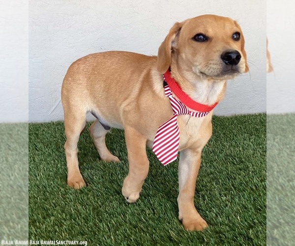 Medium Photo #2 Labbe Puppy For Sale in San Diego, CA, USA
