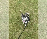 Image preview for Ad Listing. Nickname: Max