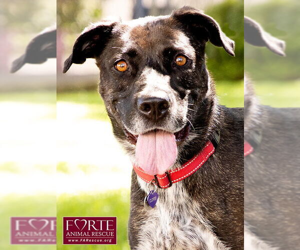 Medium Photo #7 Labrador Retriever-Unknown Mix Puppy For Sale in Marina del Rey, CA, USA