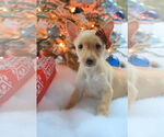 Small #4 Chihuahua Mix
