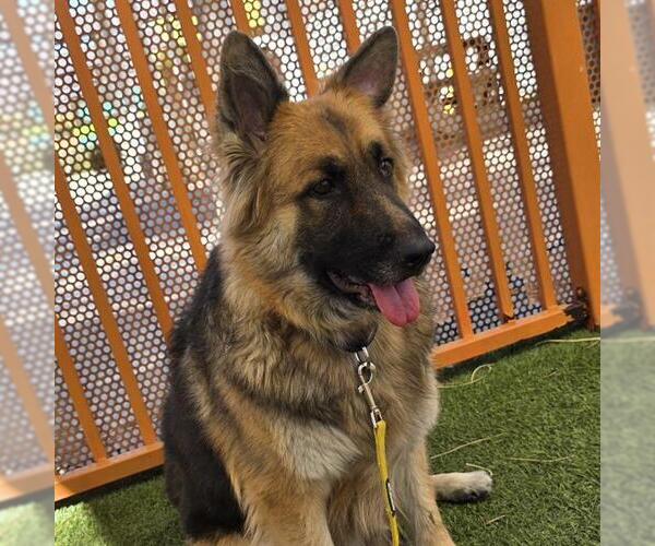 Medium Photo #2 German Shepherd Dog-Unknown Mix Puppy For Sale in Las Vegas, NV, USA
