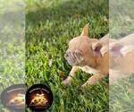 Puppy 3 French Bulldog