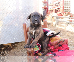 Boxador-Labrador Retriever Mix Puppy for sale in SHILOH, OH, USA