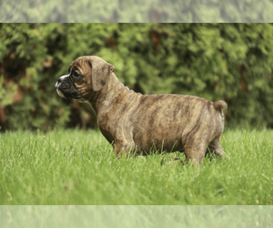 Boxer Puppy for sale in SHIPSHEWANA, IN, USA