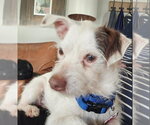 Small #1 Mutt