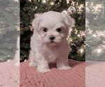 Puppy Elfie Maltese