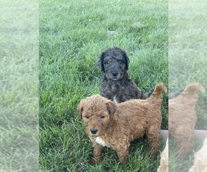 Labradoodle-Sheepadoodle Mix Puppy for sale in MOORESVILLE, IN, USA