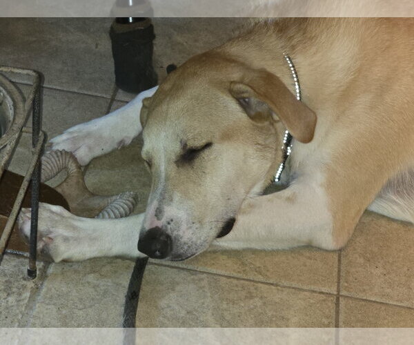 Medium Photo #6 Labrador Retriever-Unknown Mix Puppy For Sale in Doylestown, PA, USA