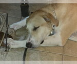 Small #5 Labrador Retriever Mix
