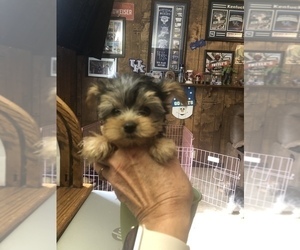 Yorkshire Terrier Puppy for Sale in LONDON, Kentucky USA