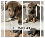 Small Photo #5 Wolf Hybrid Puppy For Sale in ALBUQUERQUE, NM, USA