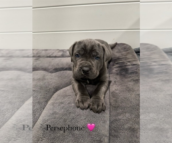 Medium Photo #13 Cane Corso Puppy For Sale in COLONIAL HEIGHTS, VA, USA