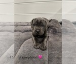 Small Photo #13 Cane Corso Puppy For Sale in COLONIAL HEIGHTS, VA, USA